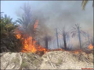 آتش سوزی در نخلستان
