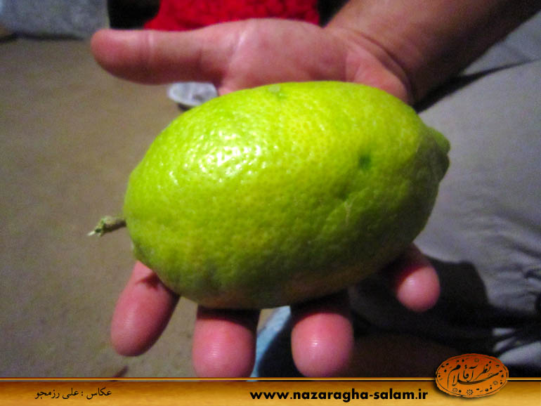 لیمو بزرگ