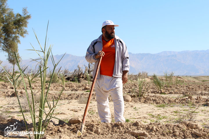 حجت الاسلام عبدالحسن شیخی در حال کشاورزی