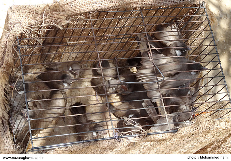 شکار و ‌قاچاق بی رحمانه بلبل در منطقه ی سعدآباد استان بوشهر