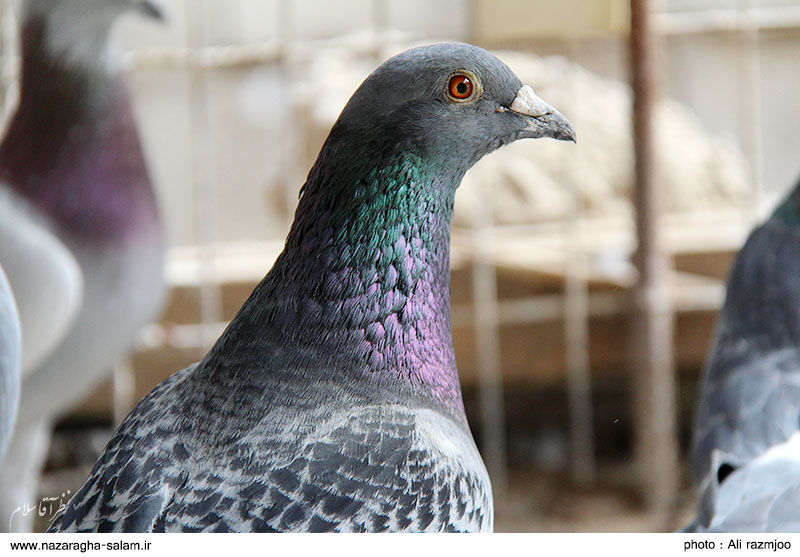 کبوتر نظرآقایی بعنوان برترین کبوتر دشتستان معرفی شد + تصاویر