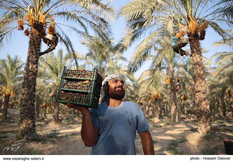 تصاویر اختصاصی نظرآقا سلام از رطب چینی در دشتستان