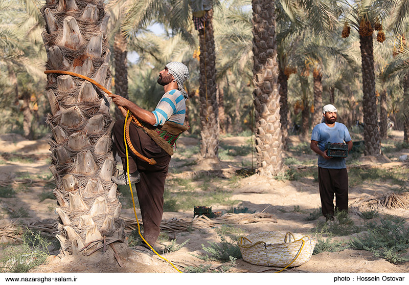 تصاویر اختصاصی نظرآقا سلام از رطب چینی در دشتستان