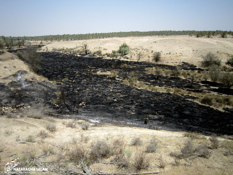 آتش سوزی نخلستان روستای نظرآقا