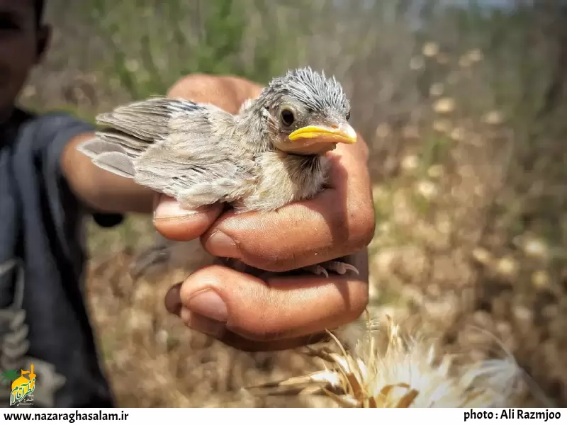 پرندگان بومی استان بوشهر