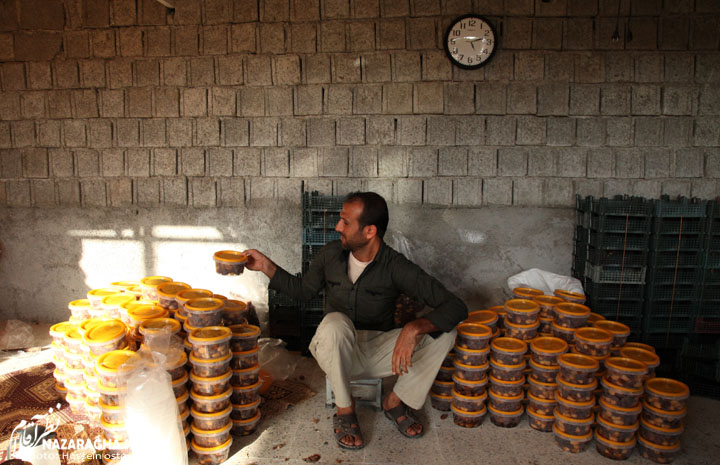 برداشت رطب روستای نظرآقا - علی عباسی